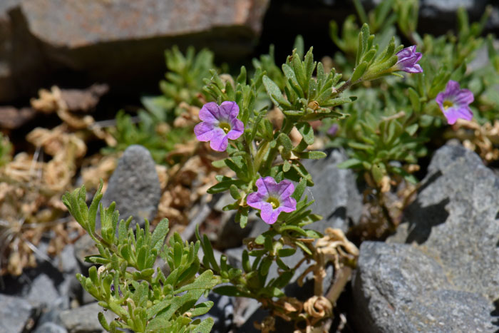 Seaside Petunia is a low growing annual that grows up to 15 inches or so in California, much less in Arizona. Calibrachoa parviflora 